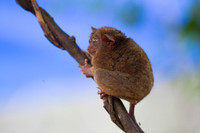 Tarsier Monkey,Bohol Philippines