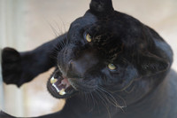 Black Panther,Lima Zoo Peru