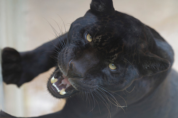 Black Panther,Lima Zoo Peru