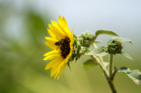 Sunflower TX