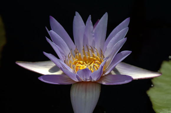 Flower at LongGardens PA